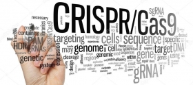 CRISPR/Cas9, applicata alla distrofia muscolare di Emery-Dreifuss - A.I.D.M.E.D. OdV